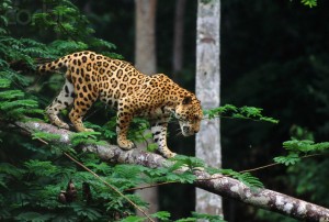Ocelotl Jaguar stalking on a tree